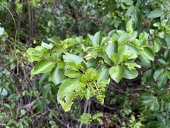 Guapira fragrans
