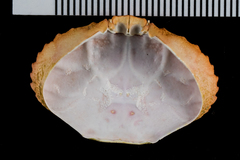 Cycloxanthops novemdentatus