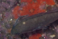 Anilocra capensis