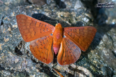 Emesis mandana