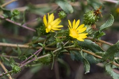 Grindelia hallii