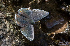 Exoplisia cadmeis