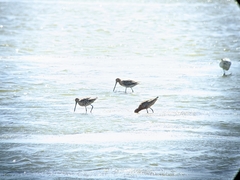 Limnodromus semipalmatus