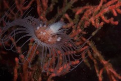 Tubulariidae