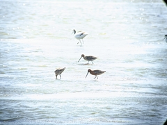 Limnodromus semipalmatus