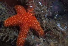 Fromia schultzei