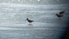 Limnodromus semipalmatus