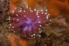 Paraflabellina funeka