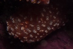 Polycitoridae