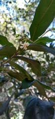 Alangium villosum