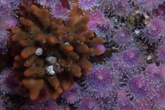 Turbicellepora