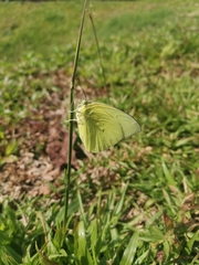 Catopsilia pomona