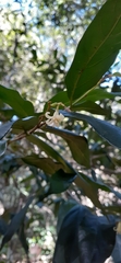 Alangium villosum