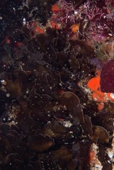 Exallosorus harveyanus