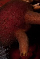 Ascidia incrassata