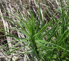 Liatris glandulosa