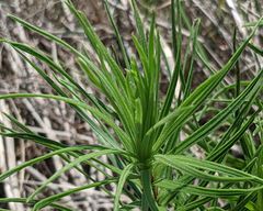 Liatris glandulosa