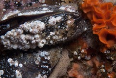 Notomegabalanus algicola