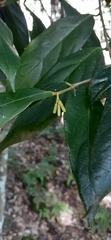 Alangium villosum