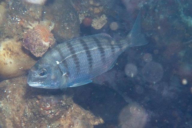 White stumpnose (Rhabdosargus globiceps) — Sparidae