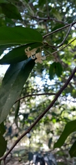 Alangium villosum