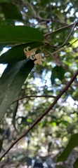 Alangium villosum
