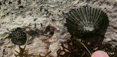 Cellana sandwicensis