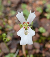 Stylidium androsaceum