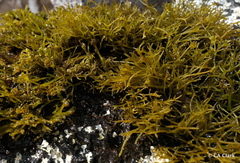 Ahnfeltiopsis concinna