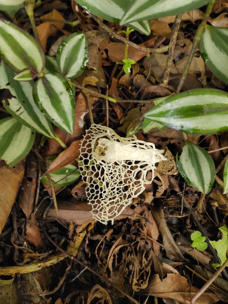 Phallus indusiatus · May 2021 · photo: © diogoluiz (iNaturalist, cc-by)