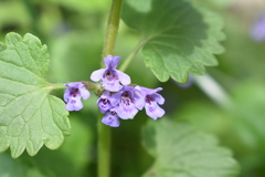 Glechoma hederacea