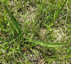 Spiranthes magnicamporum