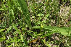 Spiranthes magnicamporum