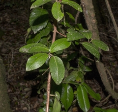 Hydrangea serratifolia