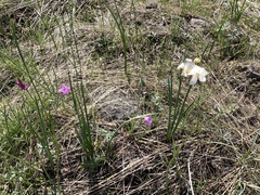 Olsynium douglasii