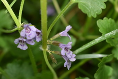 Glechoma hederacea