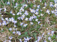 Houstonia caerulea