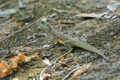 Leiolepis belliana