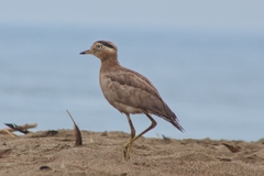 Burhinus superciliaris