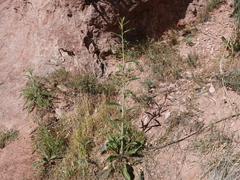 Oenothera longissima