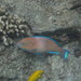 Regal Parrotfish - Photo (c) Julia Lewis, some rights reserved (CC BY-NC-ND), uploaded by Julia Lewis