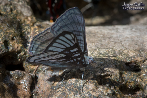 Manybanded Metalmark (Exoplisia hypochalybe) · iNaturalist United Kingdom