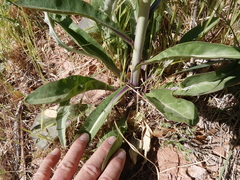 Oenothera longissima