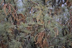 Prosopis alpataco