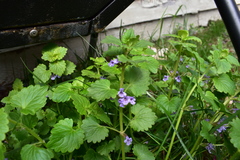Glechoma hederacea
