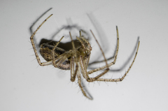 Mimetidae