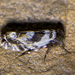 Amphientomidae - Photo (c) BJ Stacey, algunos derechos reservados (CC BY-NC), subido por BJ Stacey
