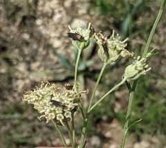 Scythris fuscicomella