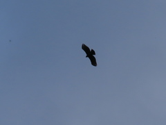 Nisaetus nipalensis