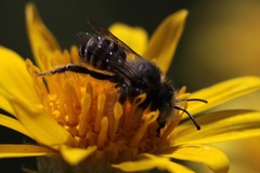 Megachiloides